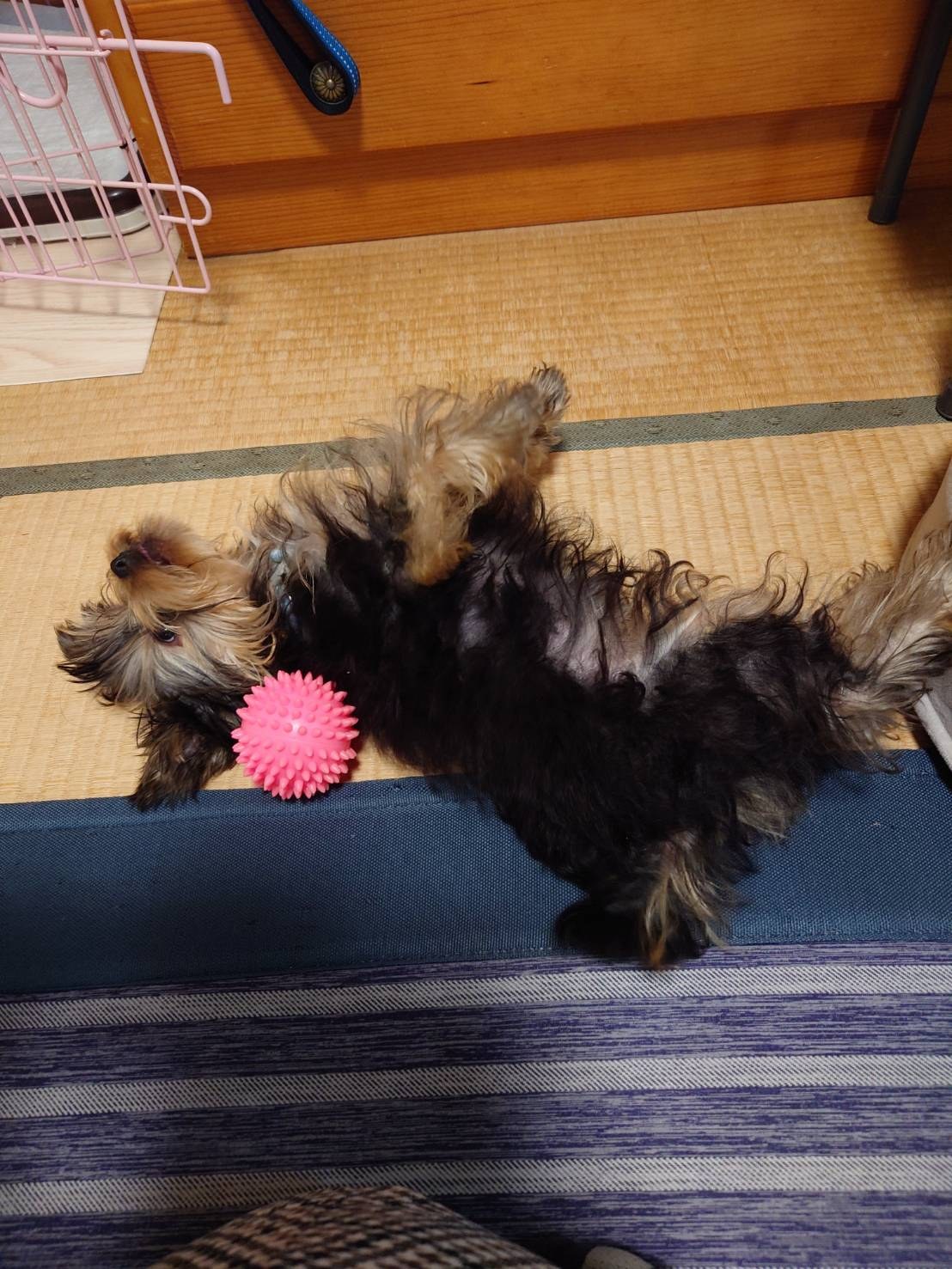 2026年9月29日 ノア日記の写真2
